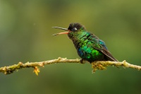 Kolibrik ohnivobrady - Panterpe insignis - Fiery-throated Hummingbird 6077